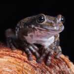 CB Red-Spotted Milk Frog