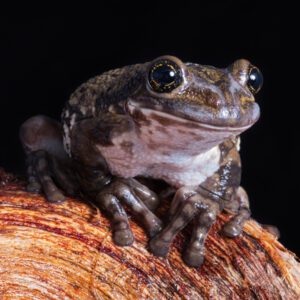 CB Red-Spotted Milk Frog