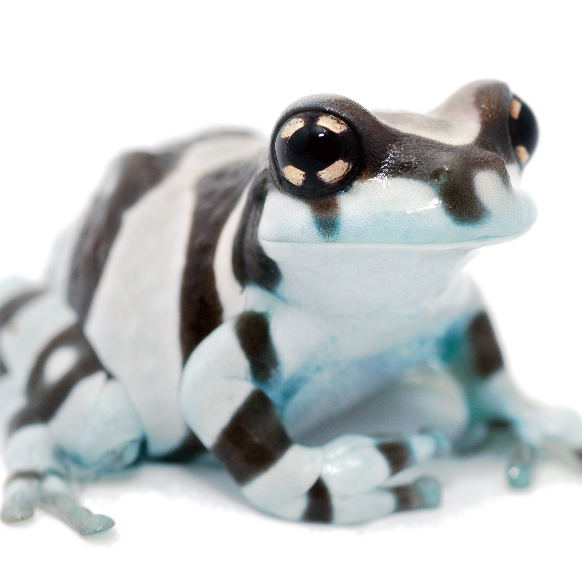 CB Amazon Milk Frogs *BUNDLE OF 5*