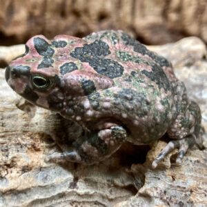 CB Paradise Toad - PB