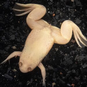 CB Albino African Clawed Frog