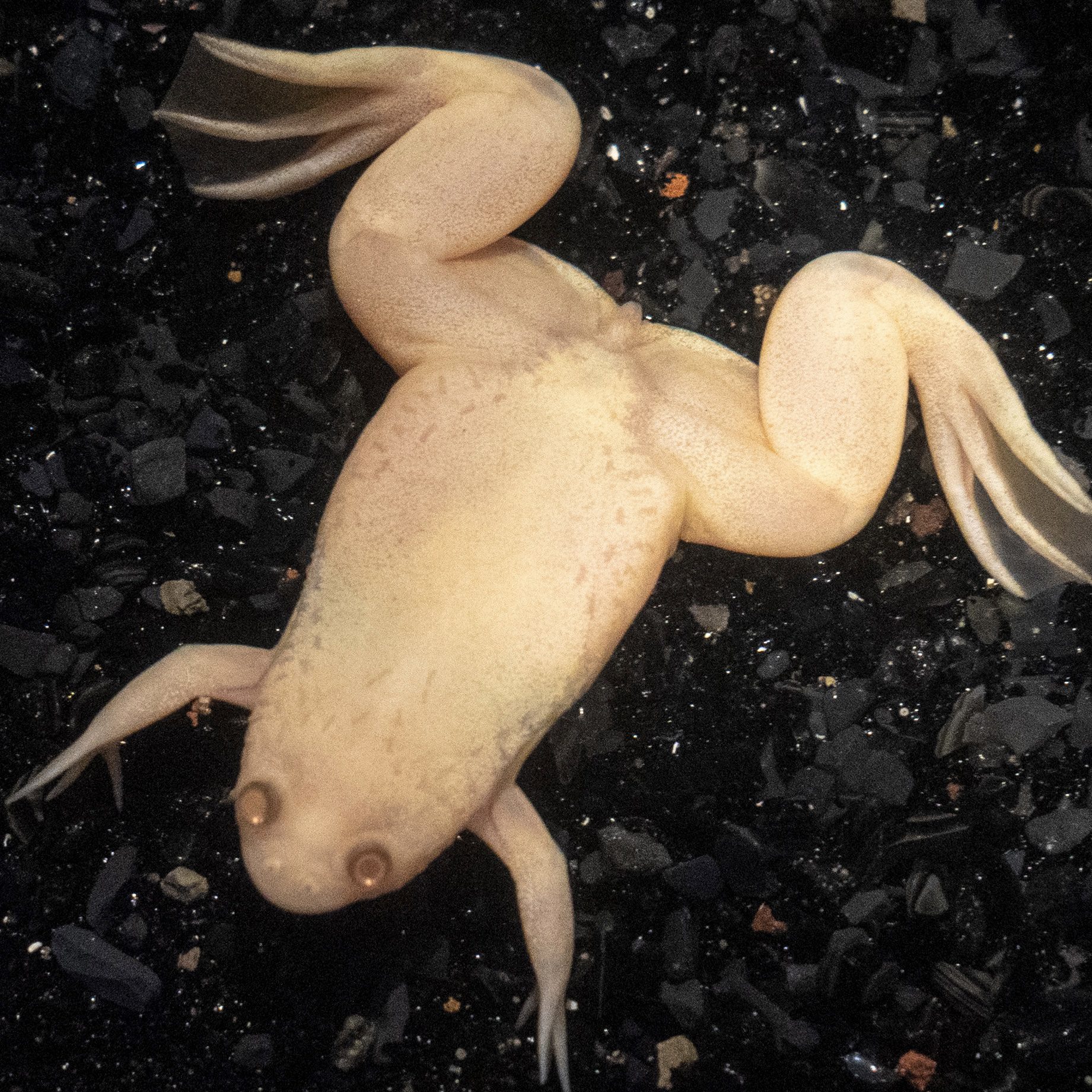 CB Albino African Clawed Frog