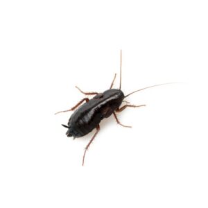 CB Cuban Burrowing Cockroach