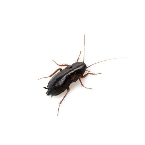 CB Cuban Burrowing Cockroach