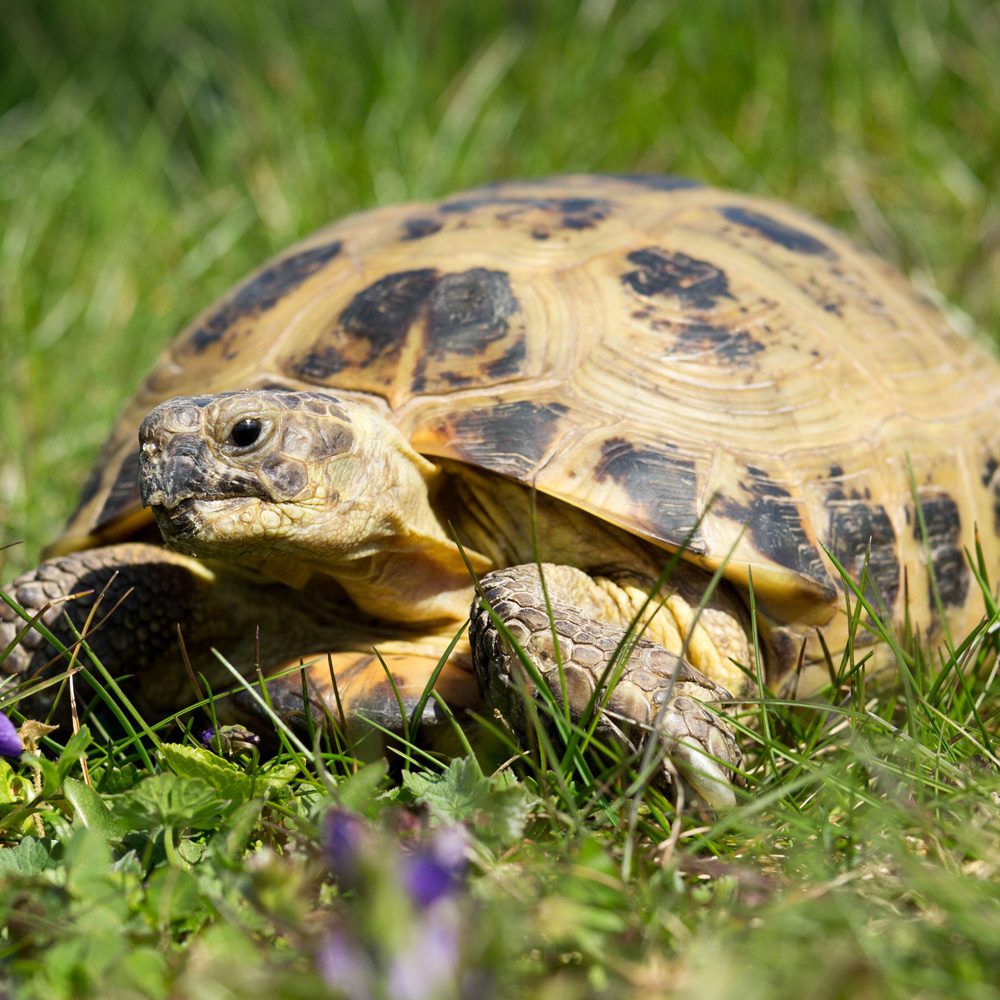 CB23 Horsfields Tortoise