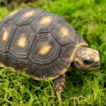 CB24 Red Foot Tortoise