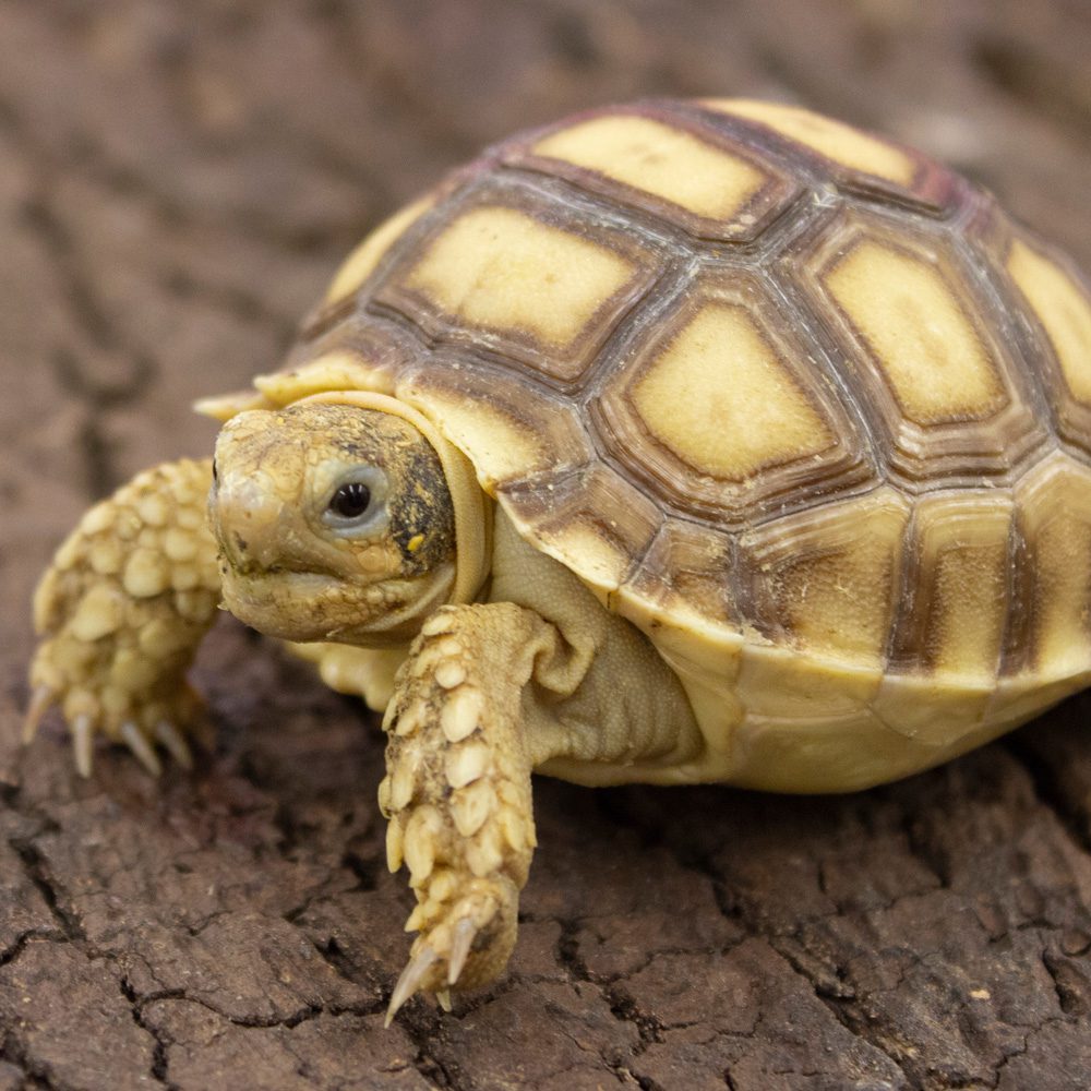 CB23 African Spurred Tortoise (SULCATA)