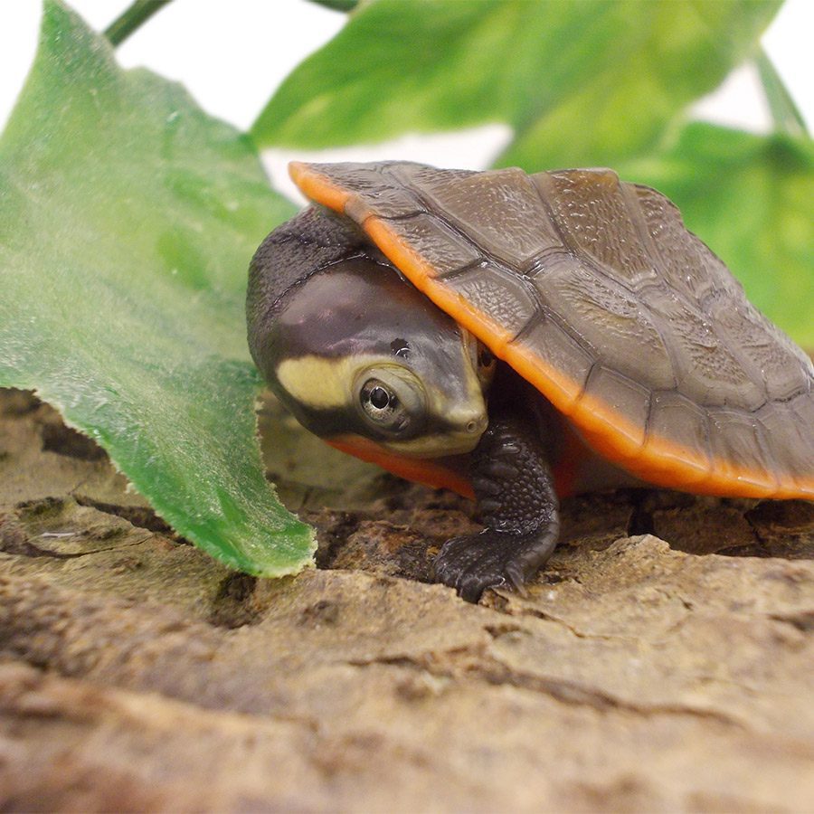 CB Pink Bellied Sidekneck Turtle CB Pink Bellied Sidekneck Turtle
