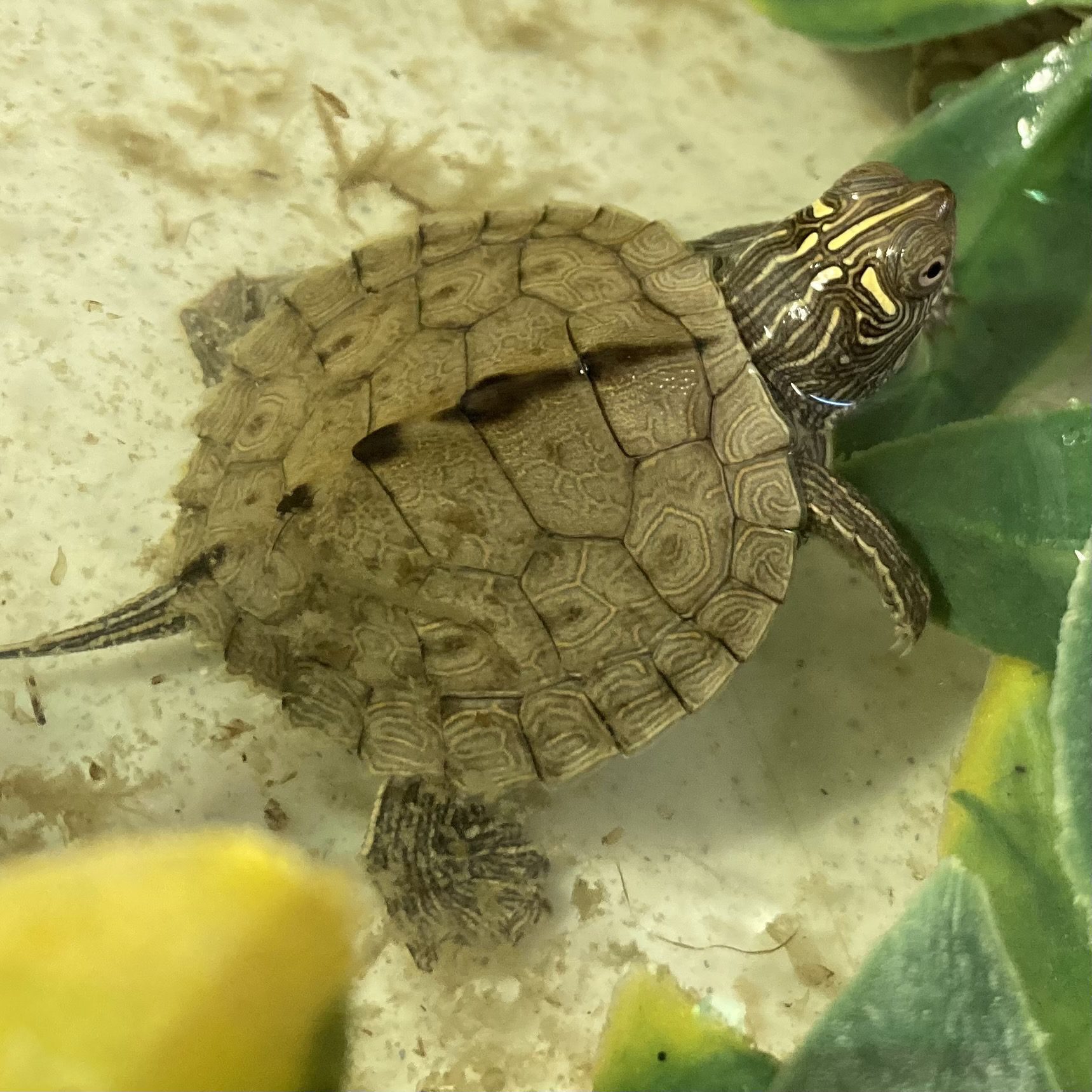 CF Mississippi Map Turtles