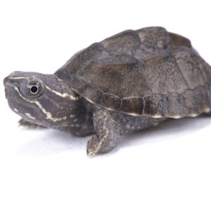 CF Musk Turtle