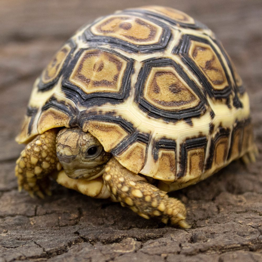 CB24 Leopard Tortoise