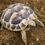 CB25 Hermanns Tortoise (microchipped)