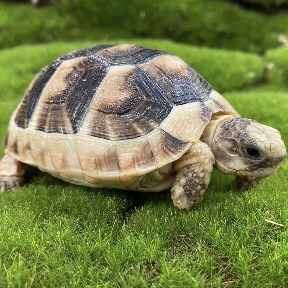 CB24 Marginated Tortoise (Microchipped)