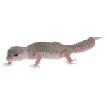 CB MACK SNOW  LEUCISTIC Leopard Gecko