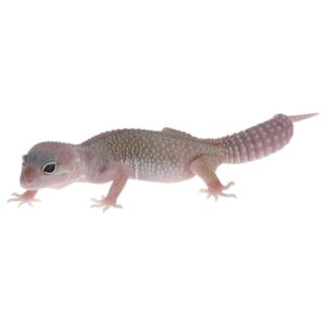 CB MACK SNOW  LEUCISTIC Leopard Gecko