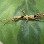 CB Guadeloupe Stick Insect
