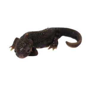 CB Blue-tailed Fire-bellied Newt - PB
