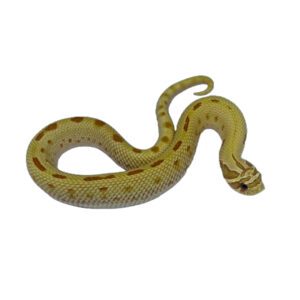 CB24 Lemonghost Toffeeconda Hognose Snake