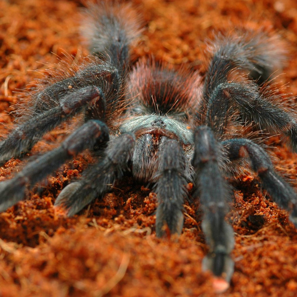 WC Pink Toe Tarantula