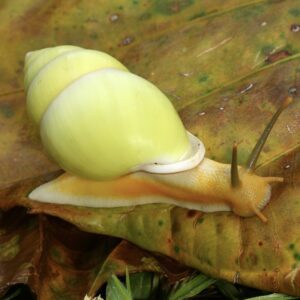 WC Malaysian Green Tree Snail