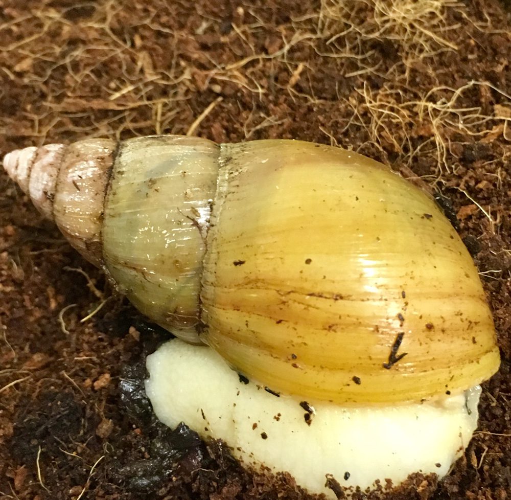 CB White Jade Giant African Land Snail