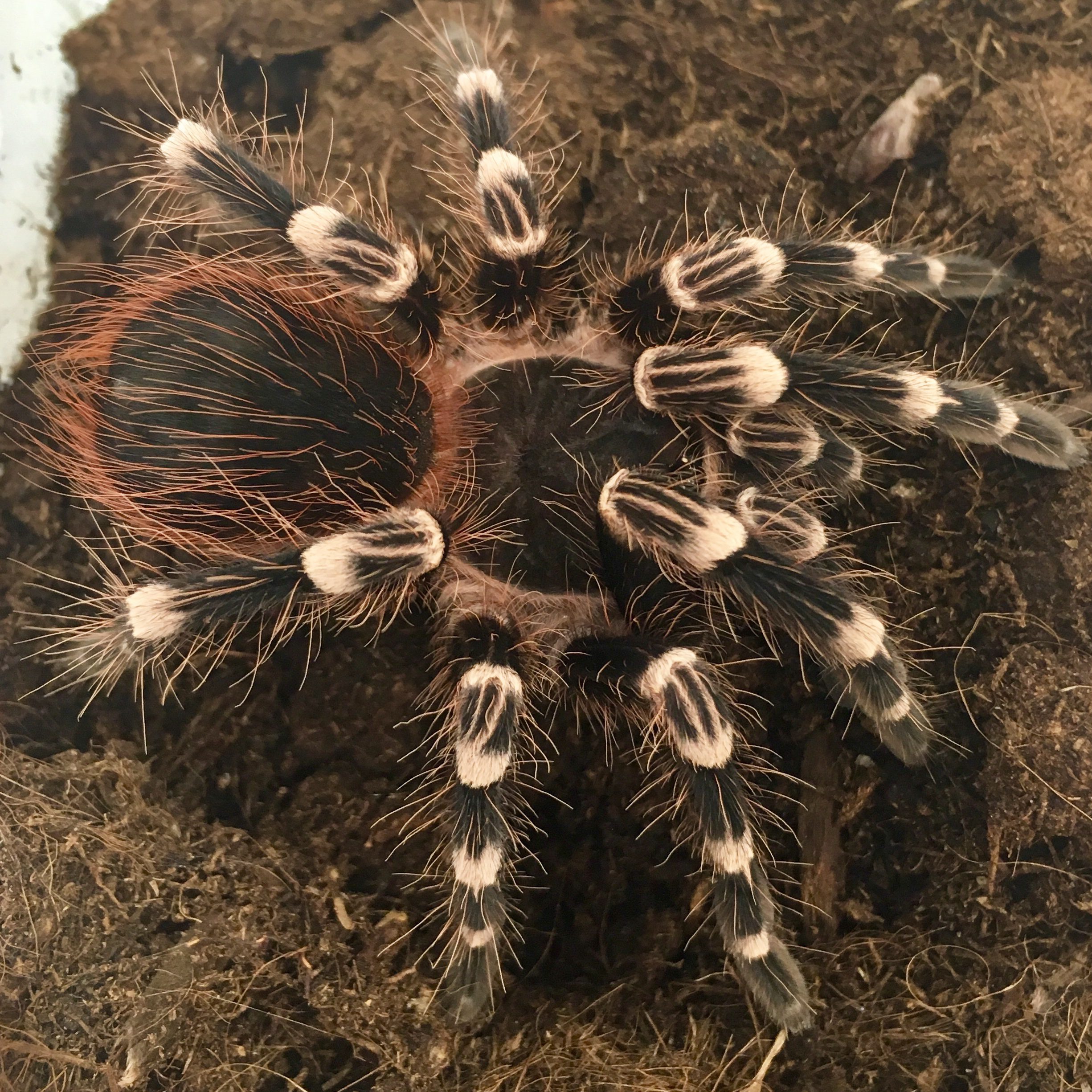 CB White Knee Tarantula