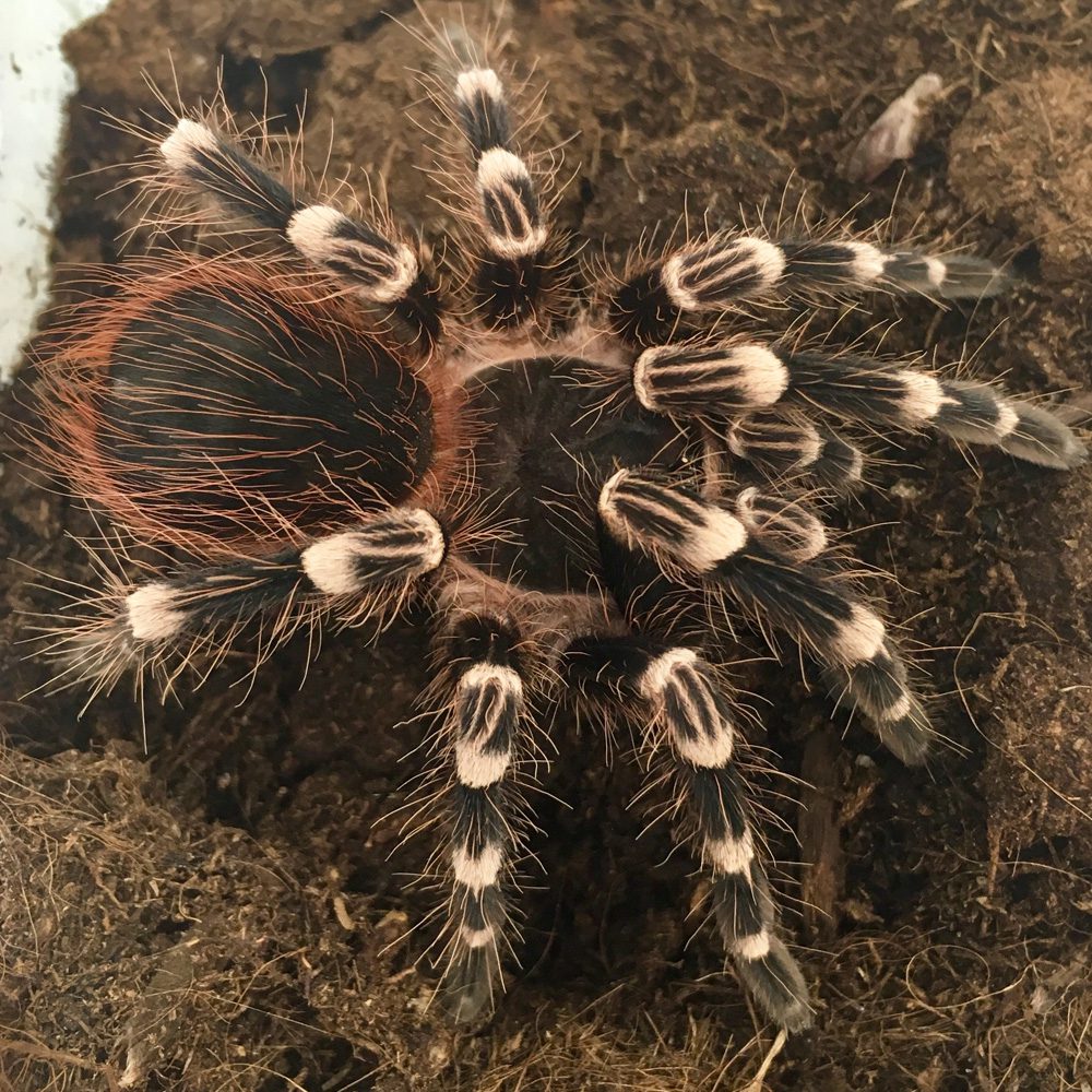 CB  White Knee Tarantula