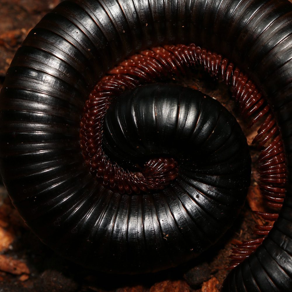 WC African Train Millipede