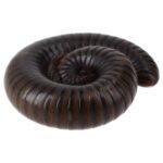 WC Giant Green Millipede