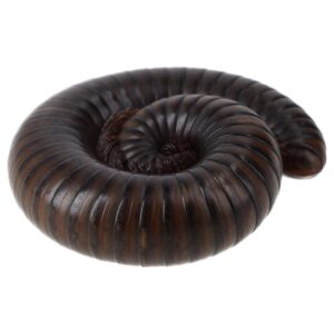 WC Giant Green Millipede