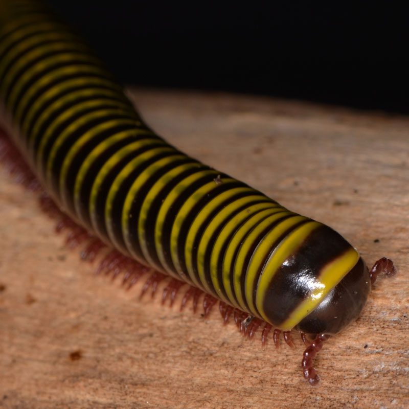 WC Bumblebee Millipede