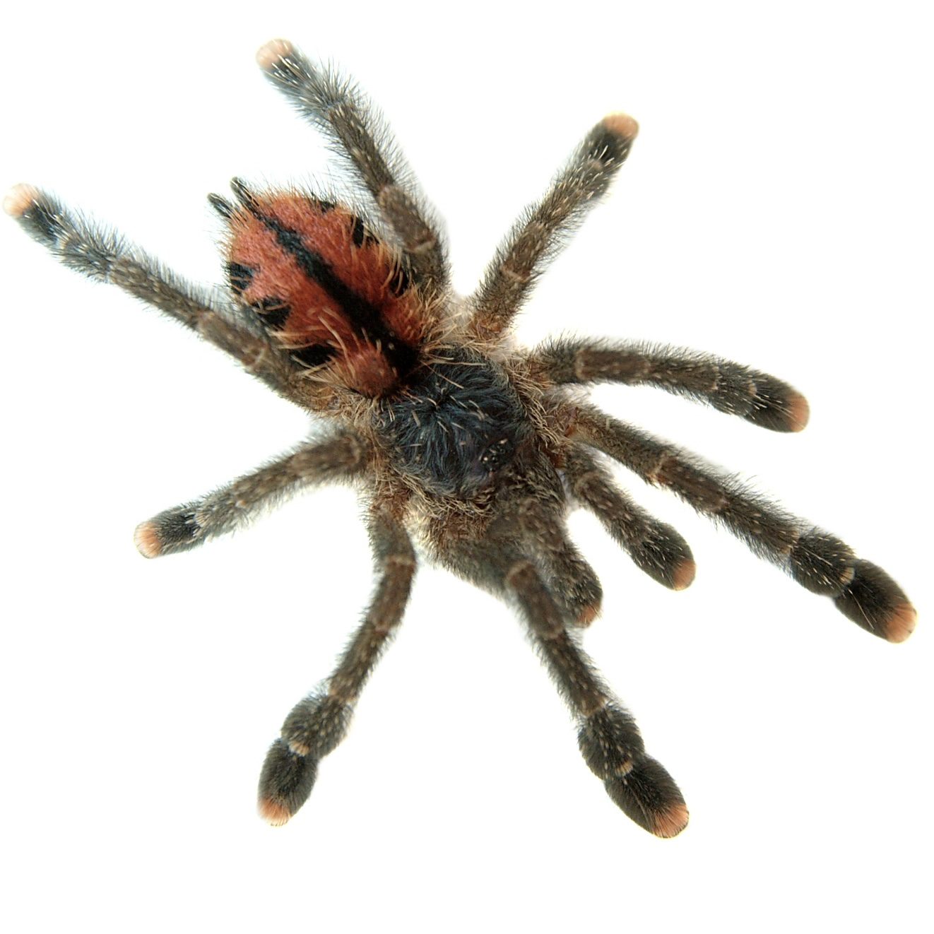 WC Metallic Pink Toe Tarantula