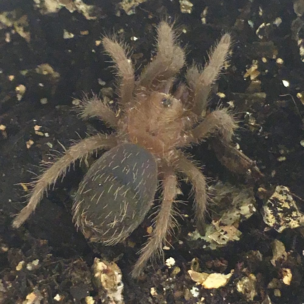 CB 2cm Nicaraguan Curly Hair Tarantula CB 2cm Nicaraguan Curly Hair Tarantula