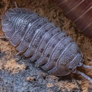 CB Speckled Isopod (Pack of 10)