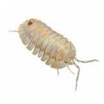 CB Flared Isopod (Pack of 10)