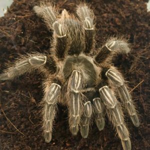 WC 1-2cm Zebra Tarantula