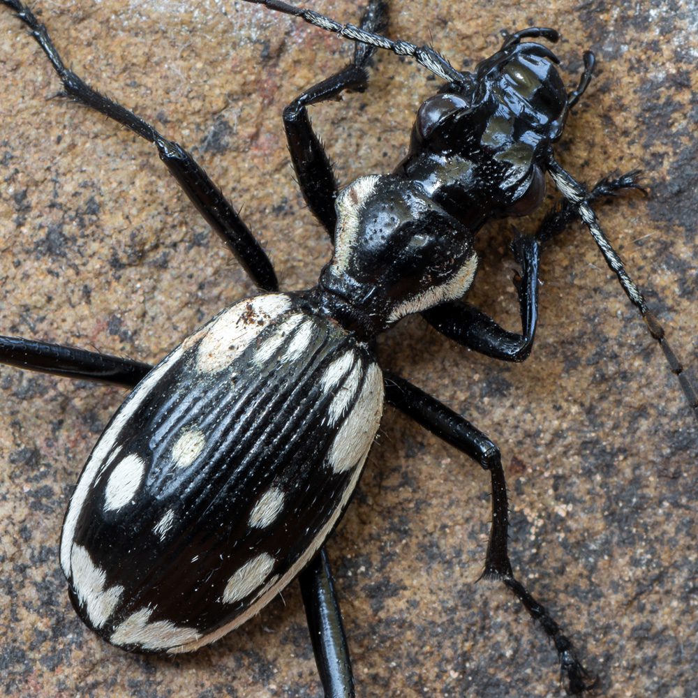 WC Egyptian Predator Beetle WC Egyptian Predator Beetle