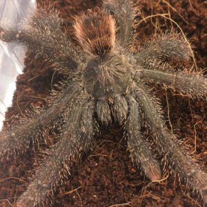 WC Peruvian Pink Toe Tarantula