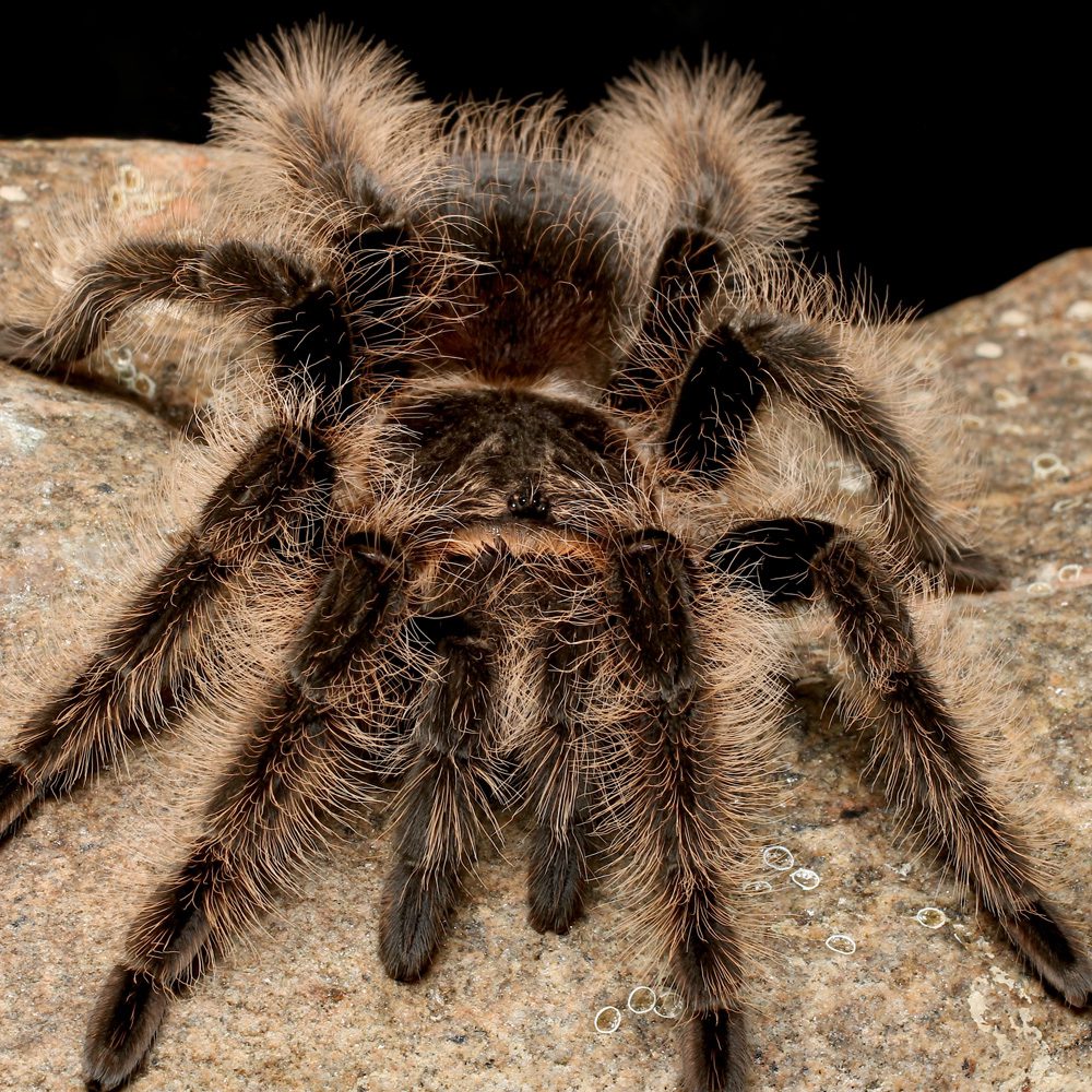 CB 1-2cm Curly Hair Tarantula