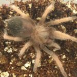 CB 3-5cm Mexican Golden Red Rump Tarantula
