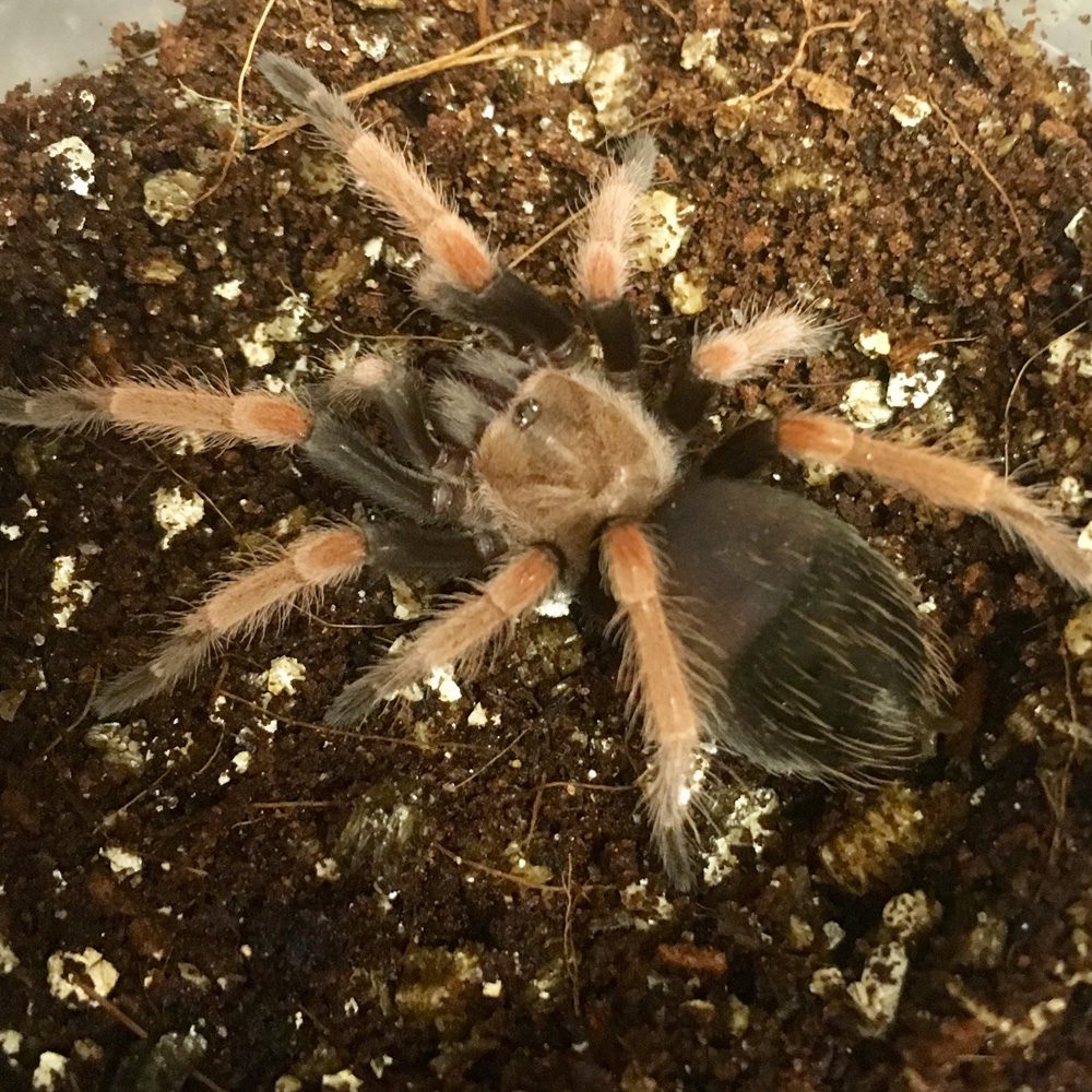 CB Mexican Fire leg Tarantula