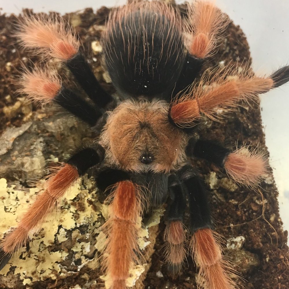 CB 3-5cm Mexican Fire Leg Tarantula