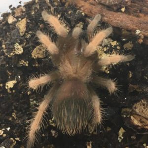 CB 2-3cm Red Leg Tarantula
