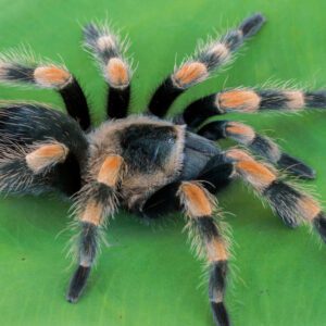CB Mexican Orange Knee Tarantula
