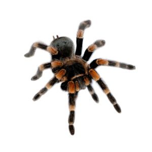 CB 2-3cm Red Knee Tarantula