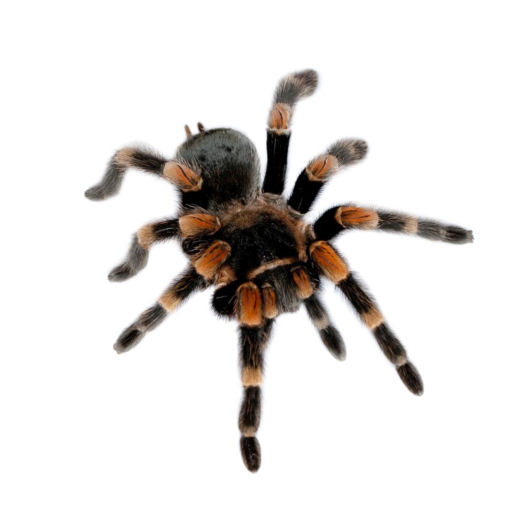 CB 2-3cm Red Knee Tarantula