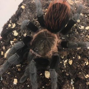CB Veracruz Red Rump Tarantula