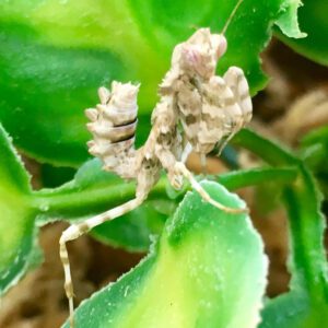 CB Thistle Mantis (BM)