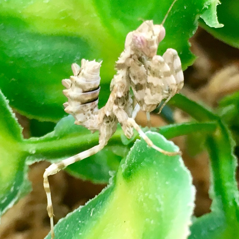 CB Thistle Mantis (BM)