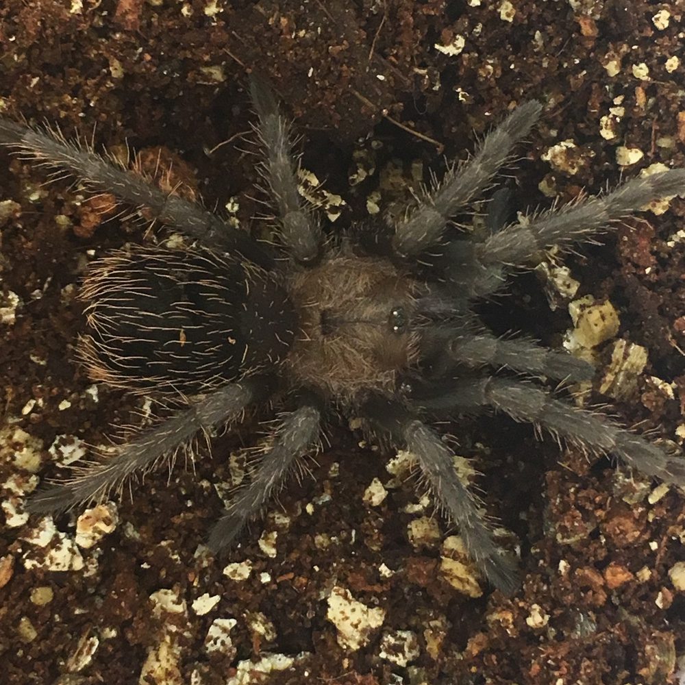 CB Spiderling Mexican Rose Grey Tarantula